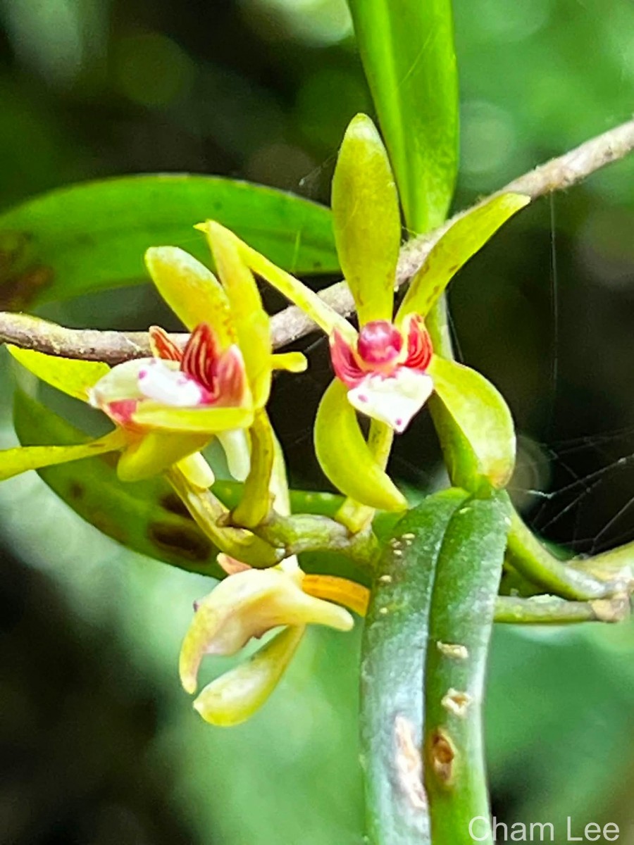 Trichoglottis longifolia Atthan., C.Bandara, N.L.Bandara & Kumar